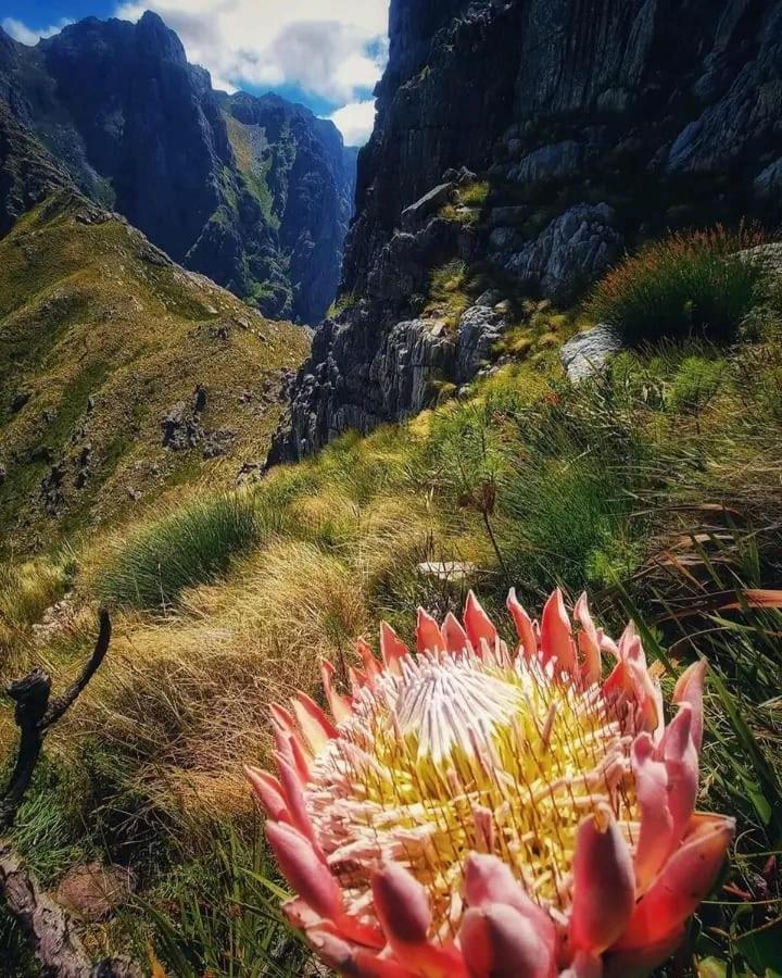 Camdene Guesthouse Cape Town Bagian luar foto